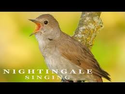Birds Chirping In The Morning Meme 7 Nightingale Bird Singing At Sunrise The Most Beautiful Bird Song Youtube In 2020 Nightingale Bird Song Bird Nightingale