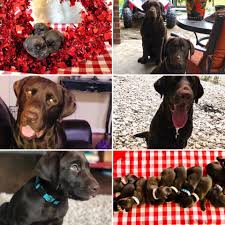 Check spelling or type a new query. Akc Chocolate Lab Puppies Texas Lab Puppies For Sale Facebook