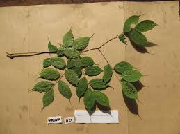 Image result for Bussea