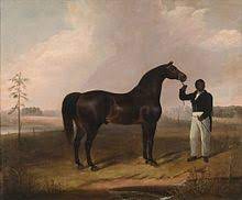 Sir archy (or archy, archie, or sir archie; Sir Archy Wikipedia