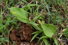 Image result for Ophioglossum reticulatum