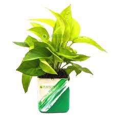 Water diffuses through these pores (transpiration), and in the end, you will notice small white dots on the leaves that can be scraped off with a nail. Buy Money Plant Online With Green White Ceramic Pot At Plantsguru Com