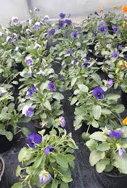 Sign up with facebook or sign up with email. Sitno Cvetni Ljubicici Violetova Gradina Facebook