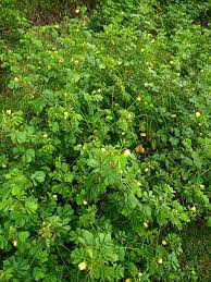 Image result for Senna tora