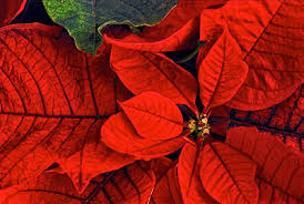 How to rebloom a poinsettia. Restoring A Poinsettia To Its Christmas Color Growing A Greener World