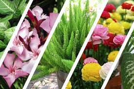 Jenis tanaman hias ini memiliki bunga yang cantik dengan warna yang beragam. 5 Tanaman Hias Beracun Dan Berbahaya Hati Hati Jika Ingin Memilikinya
