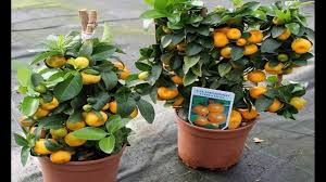 Jeruk manis, juga bisa di tanam di dalam pot, jenis tampilan jeruk manis jika ditanam di dalam pot akan terasa eksotik. Cara Membuat Tanaman Buah Dalam Pot Agar Cepat Berbuah Tanaman Buah