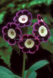 Pin On Alpine Plants