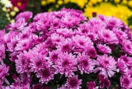 Maybe you would like to learn more about one of these? 13 Different Flowers That Almost Look Like Sunflowers With Pictures Conserve Energy Future