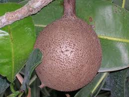 Image result for Mammea