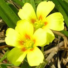 Image result for Oxalis corniculata