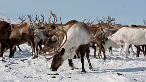 نتيجة بحث الصور عن ‪arctic caribou‬‏