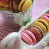 Perro fiel — macaron 01:40. 1