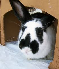 Black And White Spotted Rabbit Breeds Rabbits Amethyst Bunny Pictures Rabbit Art Pets