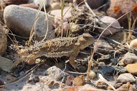 Image result for Leptoderris harmsiana