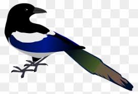 Kemudian untuk jumlah daunnya sendiri yaitu sebanyak kurang lebih 10 lembar daun yang direbus. Magpie Calls Magpie Free Transparent Png Clipart Images Download