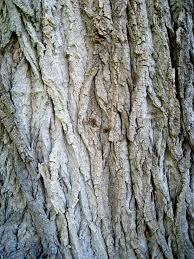 Weeping willow tree bark diseases. Weeping Willow S Leaves Dead Bark Loose Purdue Extension Forestry Natural Resources
