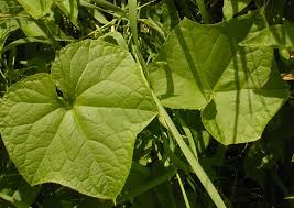 Image result for Sicyos