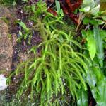 Image result for Huperzia dacrydioides