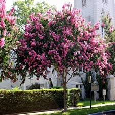 Crape Myrtle Tree Seeds Lagerstroemia Indica 50 Seeds In 2020 Myrtle Tree Crape Myrtle Lagerstroemia
