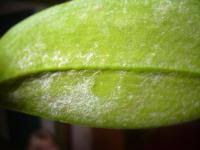 Image result for puklice na orchideích obrázek