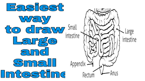 How To Draw Large And Small Intestine 5th And 6th Part Of Digestive System For Kids Youtube Easy guide 'how to draw' from artistro! how to draw large and small intestine 5th and 6th part of digestive system for kids