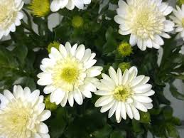 Image result for Osteospermum ecklonis