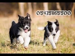 Satilik Border Collie Yavrulari Youtube