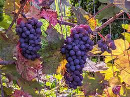 Image result for Vitis vinifera