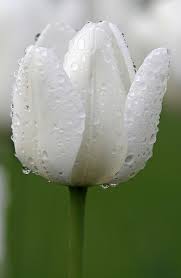 Pin On Water Drops Oh My