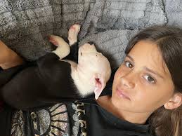 Beautiful 9 week old female puppy Elise is a precious 6 pound American  staffie mix puppy that loves everyone she meets, and has been amazing with  children. She's sweet, feisty, affectionate and