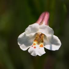 Image result for Mimulus gracilis