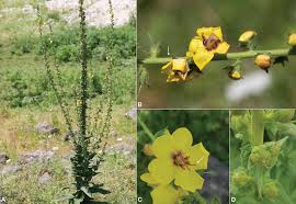 Image result for Commicarpus grandiflorus