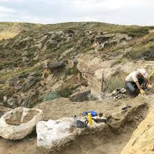 Image result for Dignathia