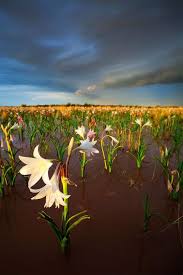 This year, it has brought an abundance. Pin By Happy Women On Photography Namibia Photography Wallpaper Nature Photography
