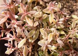 Image result for Crassula expansa