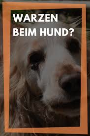 Warzen Beim Hund Entfernen Lassen Oder Homoopathisch Behandeln Warzen Beim Hund Hunde Welche Hunderasse