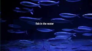 We did not find results for: Fisch Vorlage Postermywall