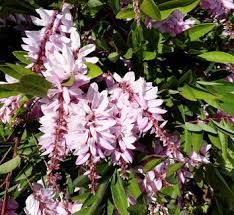 Image result for Indigofera wentzeliana