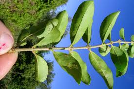 Image result for Ligustrum sinense