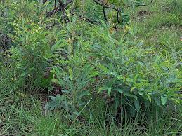 Image result for Aeschynomene mimosifolia