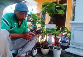 Pendiri usaha tanaman hias, dalam hal ini penulis terdiri dari 5 orang anggota. Infopublik Melirik Bonsai Kelapa Tanaman Hias Bernilai Jual Tinggi