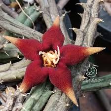 Image result for Piaranthus atrosanguineus