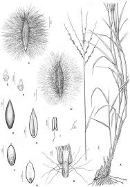 Image result for Megaloprotachne