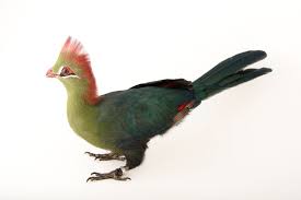 Image result for Turraea fischeri