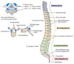 Medizinfo Anatomie Von Wirbelsaule Und Ruckenmark