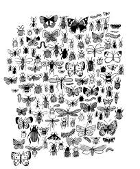 Insectes Dessin Insecte Insecte Noir Insectes