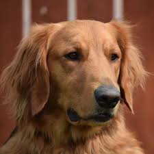 The golden retriever is an excellent choice for a family pet, and though a sporting breed, it is one of the most adaptable. Dallas 2 Years Old Male Adopted 10 3 20 Golden Retriever Rescue
