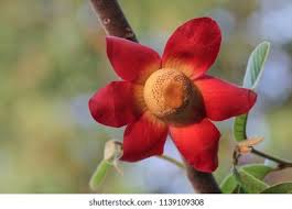 Image result for Uvaria