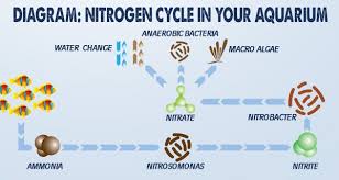 How To Cycle An Aquarium Reef Tank Nitrogen Cycle Aquarium